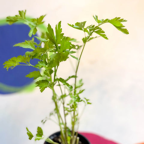 house plant that looks like parsley Flat Leaf Parsley - Petroselinum crispum 'Gigante d'Italia'