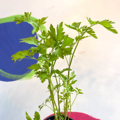 Flat Leaf Parsley - Petroselinum crispum 'Gigante d'Italia' - British Grown Culinary Herbs - Sprouts of Bristol