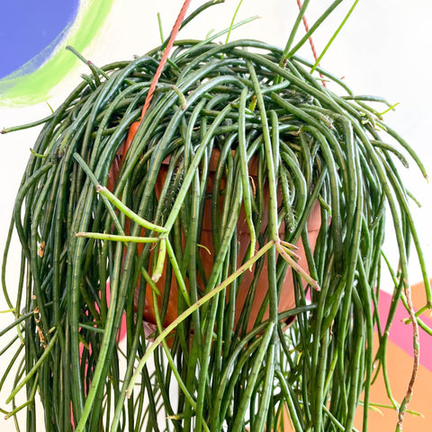 Forest Cactus - Rhipsalis floccosa - Sprouts of Bristol