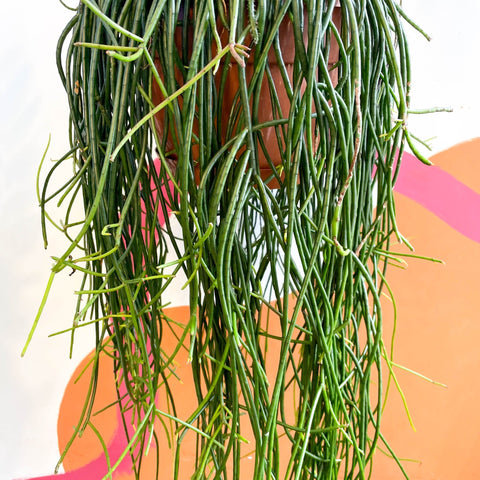 Forest Cactus - Rhipsalis floccosa - Sprouts of Bristol