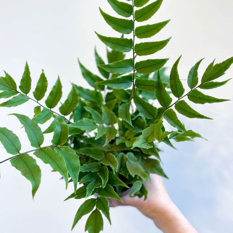 Fortune's Holly - fern - Cyrtomium fortunei - Sprouts of Bristol