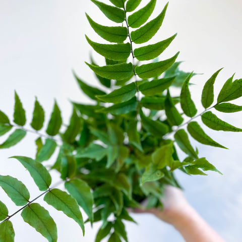 Fortune's Holly - fern - Cyrtomium fortunei - Sprouts of Bristol