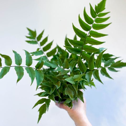 Fortune's Holly - fern - Cyrtomium fortunei - Sprouts of Bristol