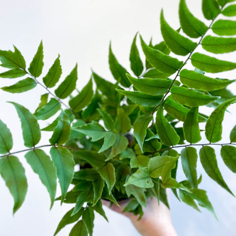 Fortune's Holly - fern - Cyrtomium fortunei - Sprouts of Bristol