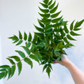 Fortune's Holly - fern - Cyrtomium fortunei - Sprouts of Bristol