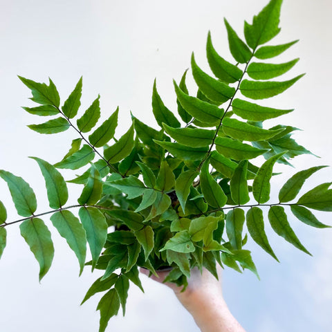 Fortune's Holly - fern - Cyrtomium fortunei - Sprouts of Bristol