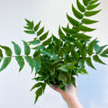 Fortune's Holly - fern - Cyrtomium fortunei - Sprouts of Bristol