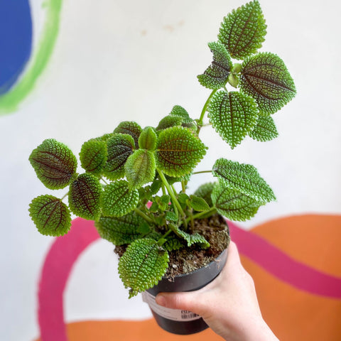 Friendship Plant - Pilea 'Moon Valley' - Sprouts of Bristol
