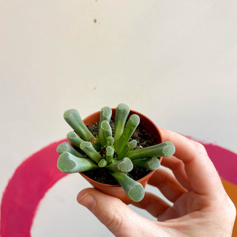 Frithia pulchra - Fairy Elephant's feet - Sprouts of Bristol