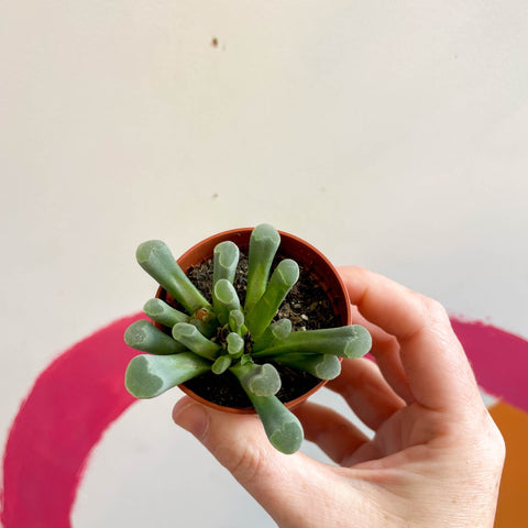 Frithia pulchra - Fairy Elephant's feet - Sprouts of Bristol