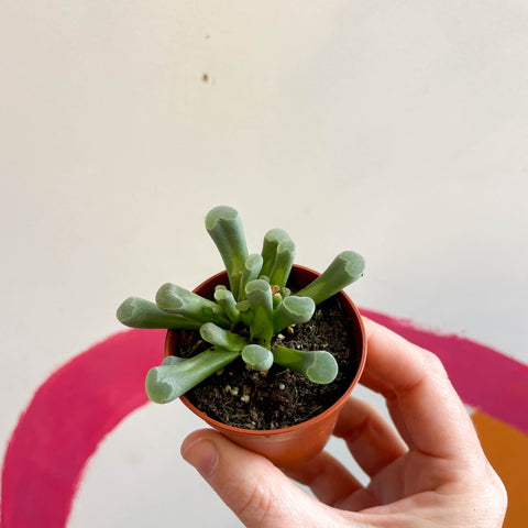 Frithia pulchra - Fairy Elephant's feet - Sprouts of Bristol