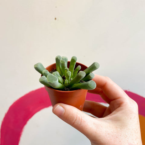 Frithia pulchra - Fairy Elephant's feet - Sprouts of Bristol