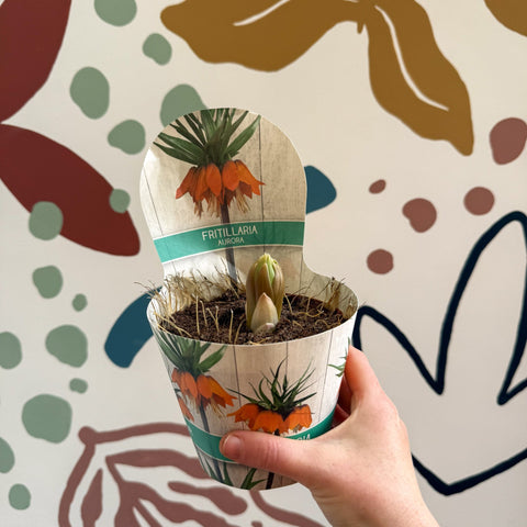 Fritillaria imperialis 'Aurora' - Orange Crown Imperial - Sprouts of Bristol