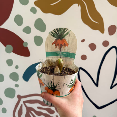 Fritillaria imperialis 'Aurora' - Orange Crown Imperial - Sprouts of Bristol