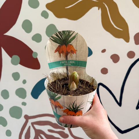 Fritillaria imperialis 'Aurora' - Orange Crown Imperial - Sprouts of Bristol