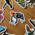 Frog Amazon Wildlife Vinyl Sticker [Beneath the Canopy RHS Collab] - Sprouts of Bristol
