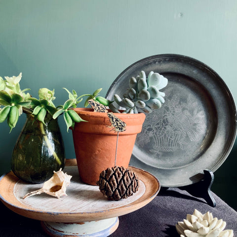 Frog Plant Pot Companions - Sprouts of Bristol