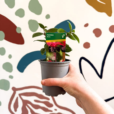 Fuchsia 'Blacky' - British Grown - Sprouts of Bristol