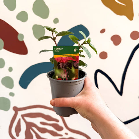 Fuchsia 'Blacky' - British Grown - Sprouts of Bristol