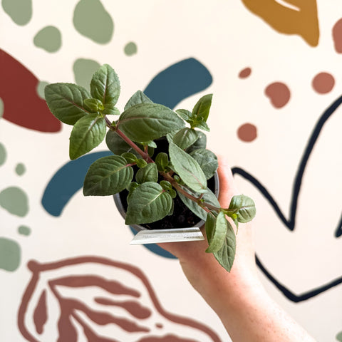 Fuchsia 'Blacky' - British Grown - Sprouts of Bristol