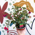 Fuchsia 'Dollar Princess' - Bush Fuchsia - British Grown - Sprouts of Bristol