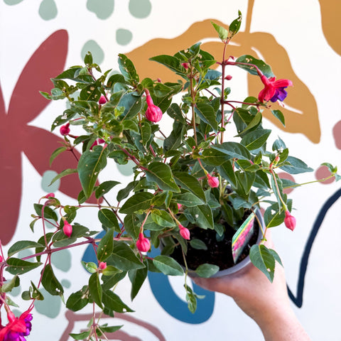 Fuchsia 'Dollar Princess' - Bush Fuchsia - British Grown - Sprouts of Bristol