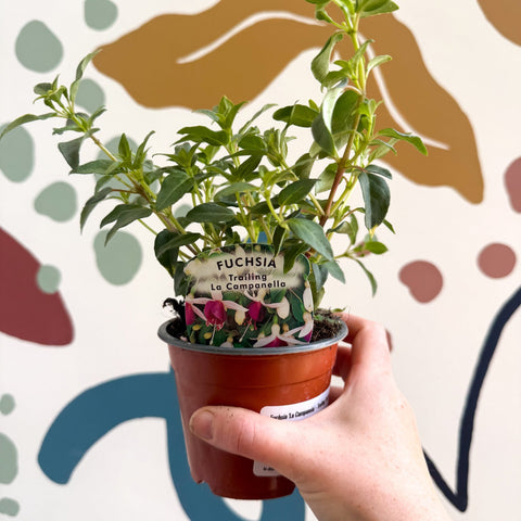 Fuchsia 'La Campanela' - Trailing Fuchsia - British Grown - Sprouts of Bristol