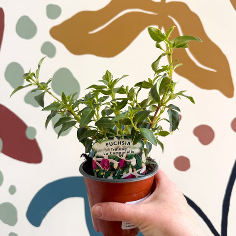 Fuchsia 'La Campanela' - Trailing Fuchsia - British Grown - Sprouts of Bristol