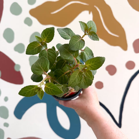 Fuchsia 'Mandarin Cream' - Upright Fuchsia - British Grown - Sprouts of Bristol