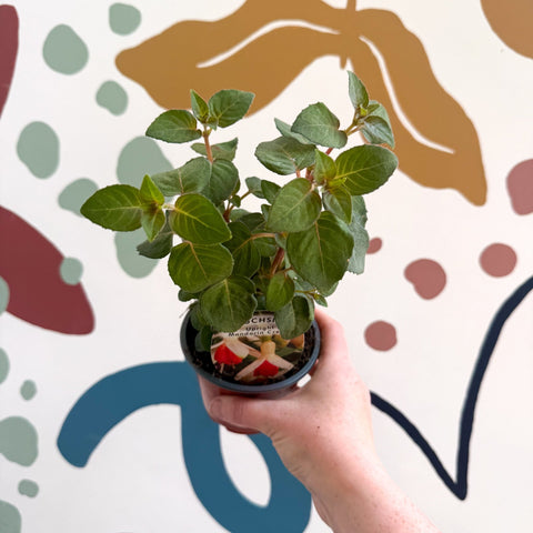 Fuchsia 'Mandarin Cream' - Upright Fuchsia - British Grown - Sprouts of Bristol