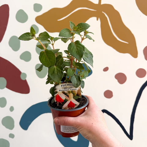 Fuchsia 'Mandarin Cream' - Upright Fuchsia - British Grown - Sprouts of Bristol