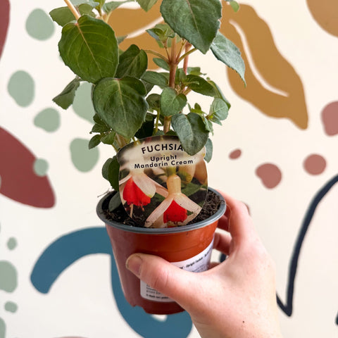 Fuchsia 'Mandarin Cream' - Upright Fuchsia - British Grown - Sprouts of Bristol