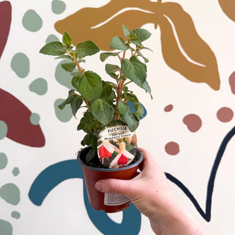 Fuchsia 'Mandarin Cream' - Upright Fuchsia - British Grown - Sprouts of Bristol