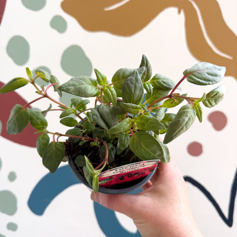 Fuchsia 'Marinka' - Semi - trailing Fuchsia - British Grown - Sprouts of Bristol