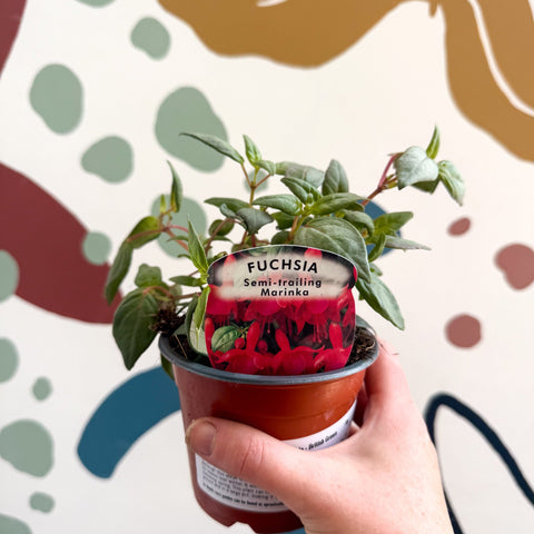 Fuchsia 'Marinka' - Semi - trailing Fuchsia - British Grown - Sprouts of Bristol