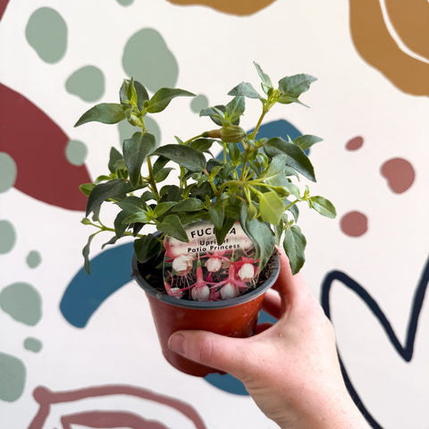 Fuchsia 'Patio Princess' - Upright Fuchsia - British Grown - Sprouts of Bristol