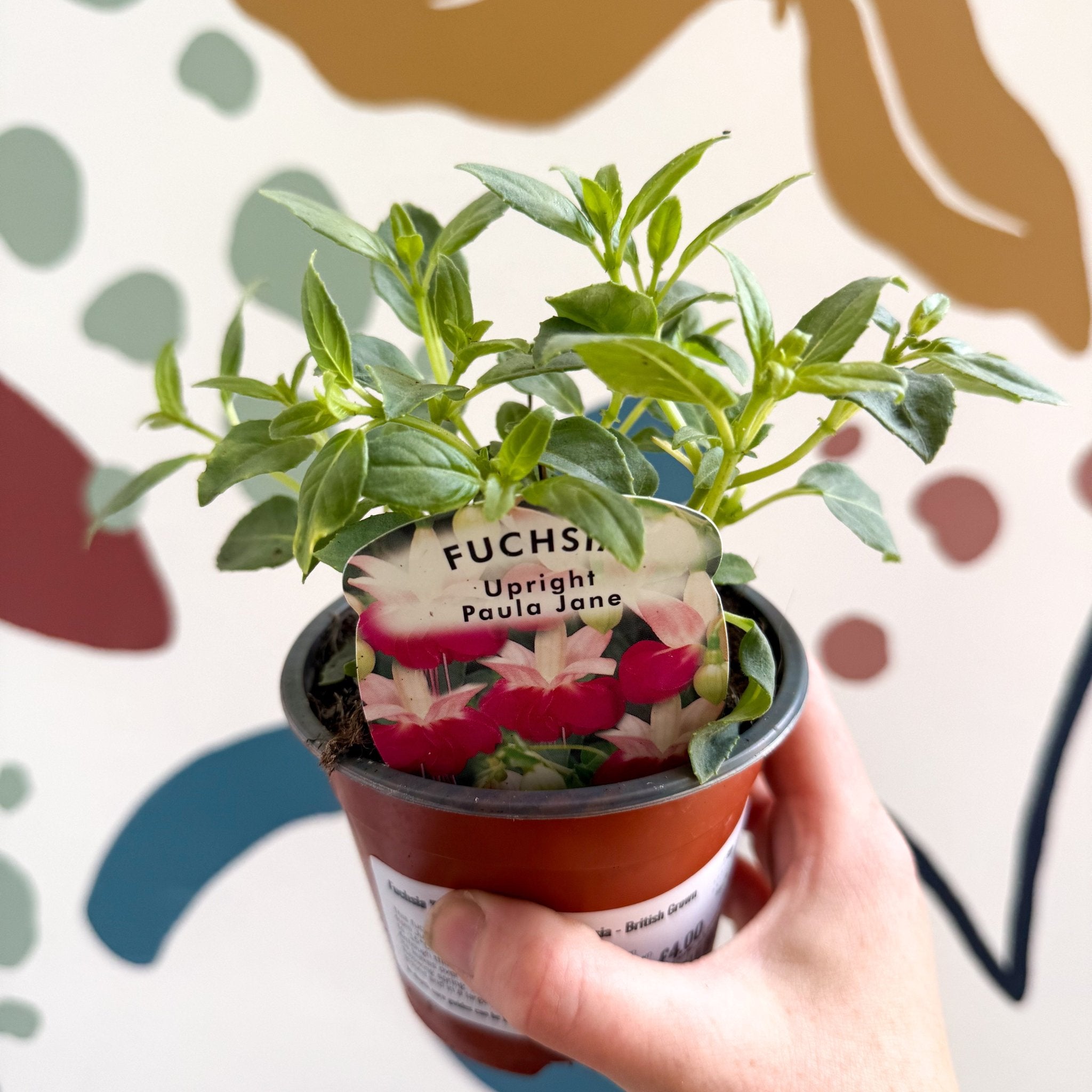 Fuchsia 'Paula Jane' - Upright Fuchsia - British Grown – Sprouts