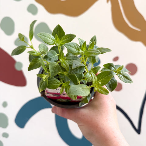 Fuchsia 'Paula Jane' - Upright Fuchsia - British Grown - Sprouts of Bristol