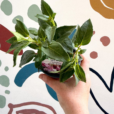 Fuchsia 'Pink Galore' - Trailing Fuchsia - British Grown - Sprouts of Bristol