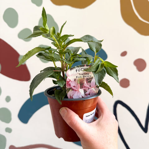 Fuchsia 'Pink Galore' - Trailing Fuchsia - British Grown - Sprouts of Bristol