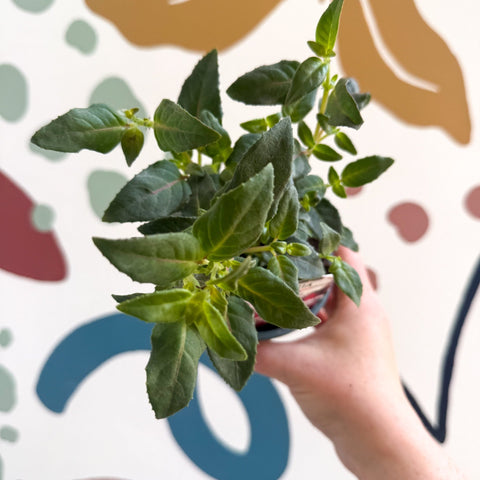 Fuchsia 'Spion Kop' - Upright Fuchsia - British Grown - Sprouts of Bristol