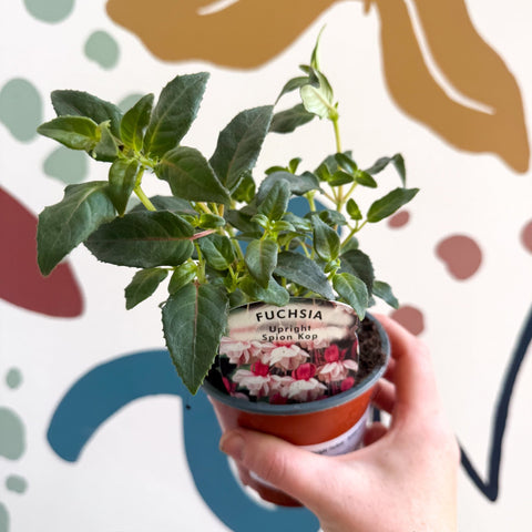 Fuchsia 'Spion Kop' - Upright Fuchsia - British Grown - Sprouts of Bristol