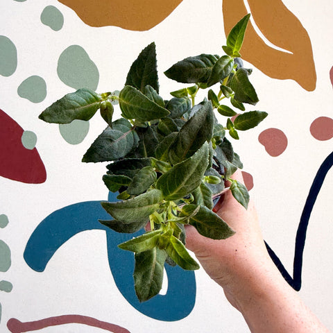 Fuchsia 'Spion Kop' - Upright Fuchsia - British Grown - Sprouts of Bristol