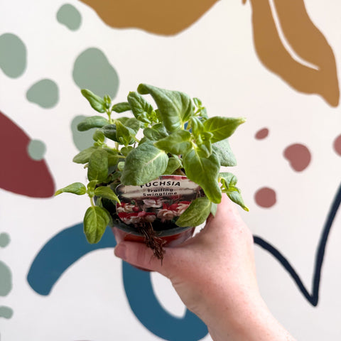 Fuchsia 'Swingtime' - Trailing Fuchsia - British Grown - Sprouts of Bristol