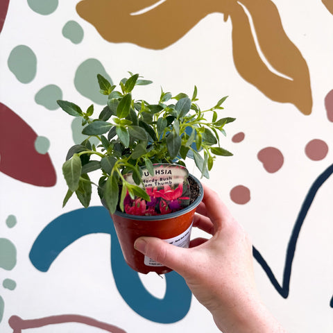 Fuchsia 'Tom Thumb' - Hardy Bush Fuchsia - British Grown - Sprouts of Bristol