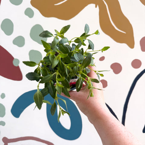 Fuchsia 'Tom Thumb' - Hardy Bush Fuchsia - British Grown - Sprouts of Bristol