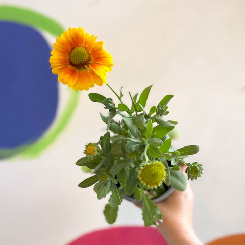 Gaillardia aristata 'Arizona Apricot' - Blanket Flower - British Grown - Sprouts of Bristol