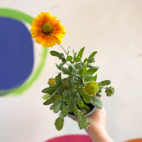 Gaillardia aristata 'Arizona Apricot' - Blanket Flower - British Grown - Sprouts of Bristol