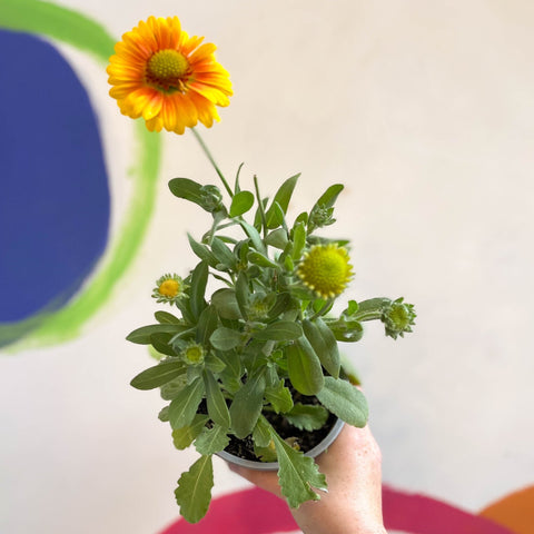 Gaillardia aristata 'Arizona Apricot' - Blanket Flower - British Grown - Sprouts of Bristol