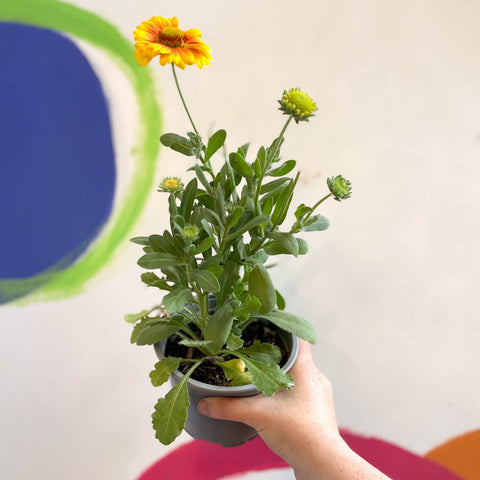 Gaillardia aristata 'Arizona Apricot' - Blanket Flower - British Grown - Sprouts of Bristol